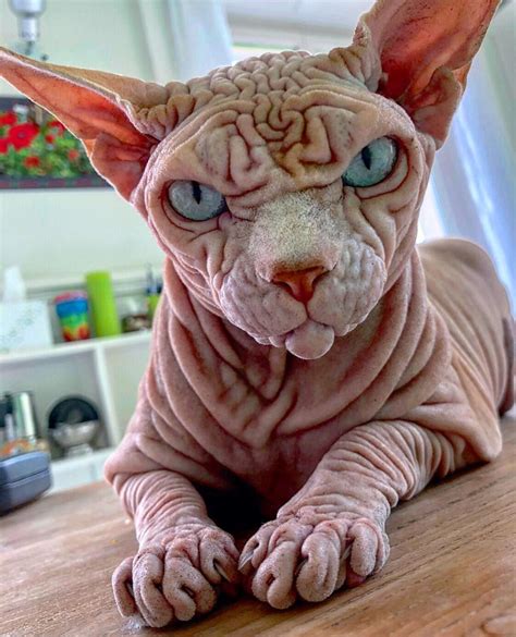 oily hairless cat|Hairless cats – everything you need to know about。